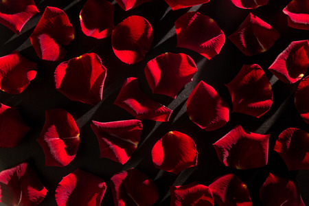 Multiple red petalsの写真素材