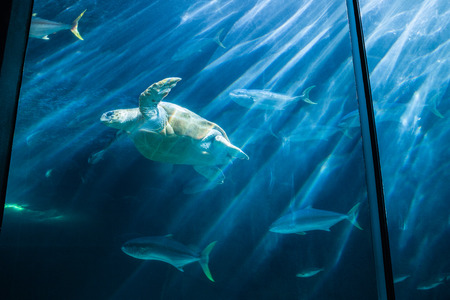Turtle swimming in fish tank at the aquarium