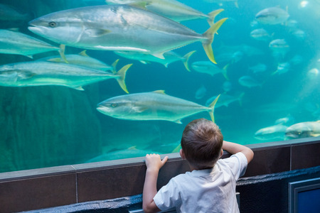 Little boy looking at fish tank at the aquariumの写真素材