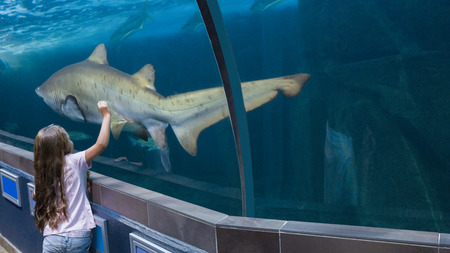 Little girl looking at fish tank at the aquariumの写真素材