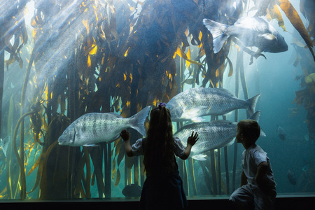 Little siblings looking at fish tank at the aquariumの写真素材