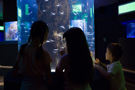 Cute children looking at fish tank at the aquariumの写真素材