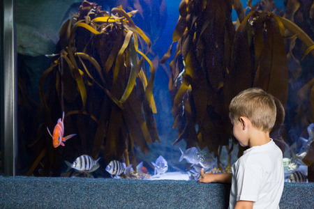 Little boy looking at fish tank at the aquariumの写真素材