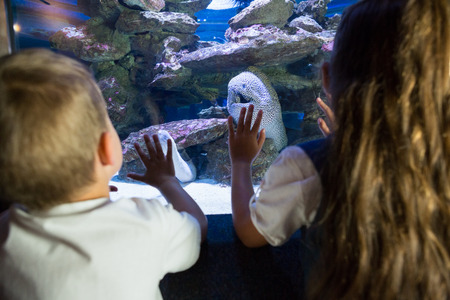 Little siblings looking at fish tank at the aquarium