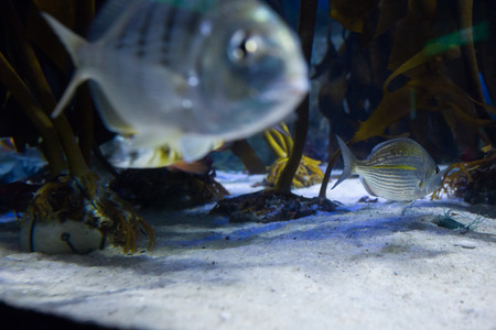 Fish swimming in a tank at the aquarium