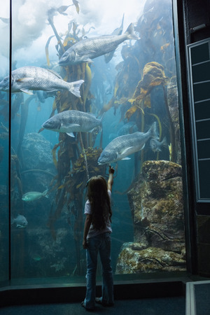 Little girl looking at fish tank at the aquariumの写真素材