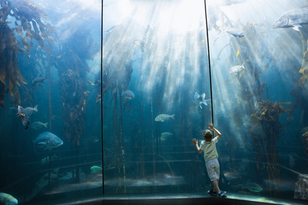 Little boy looking at fish tank at the aquariumの写真素材