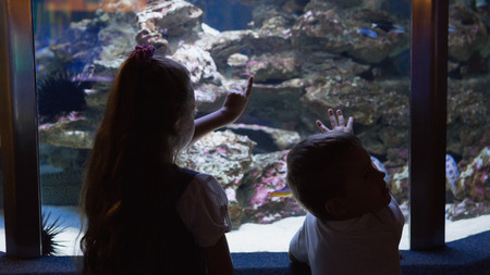 Little siblings looking at fish tank at the aquariumの写真素材
