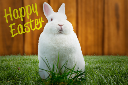 fluffy bunny against happy easterの写真素材