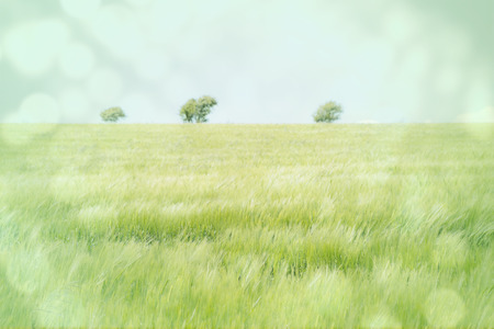 Light circles on bright background against green meadowの写真素材