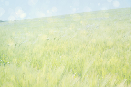 Blue abstract light spot design against green meadowの写真素材