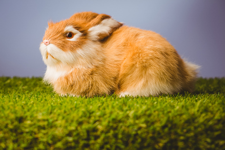 Ginger bunny rabbit on green grassの写真素材