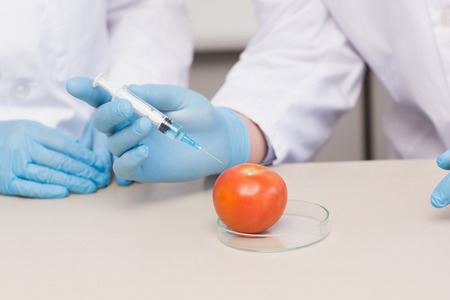 Scientists working attentively with tomato in laboratoryの写真素材