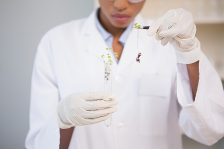 Scientist looking at sprouts in test tube in laboratoryの写真素材