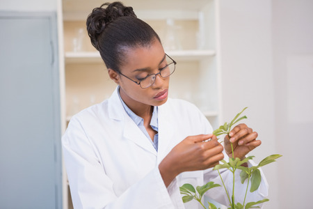 Scientist examining plant in laboratoryの写真素材