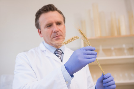 Scientist examining sheaf in the laboratoryの写真素材
