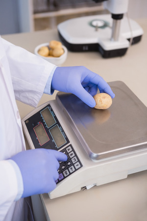 Scientist weighing potatoes in the laboratoryの写真素材
