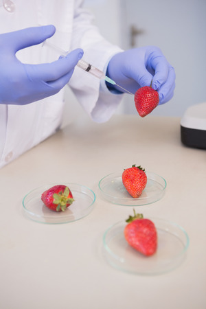 Scientist injecting strawberry in the laboratoryの写真素材