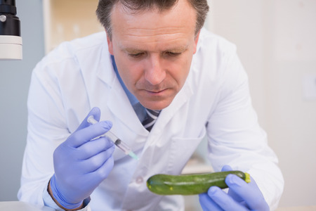 Scientist injecting a courgette in the laboratoryの写真素材
