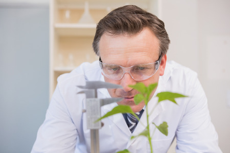 Scientist measuring plants in the laboratoryの写真素材