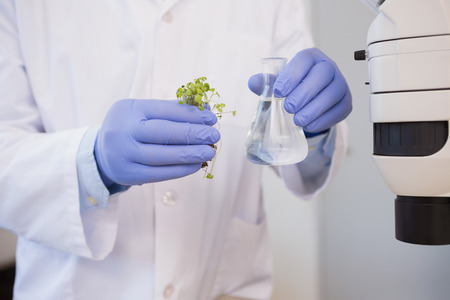 Scientist analysing plant in the laboratoryの写真素材