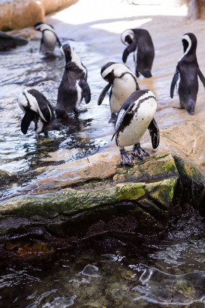 Penguins waiting in stone in front of riverの写真素材