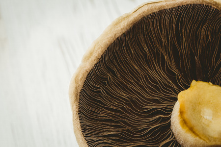 Fresh mushroom on wooden background