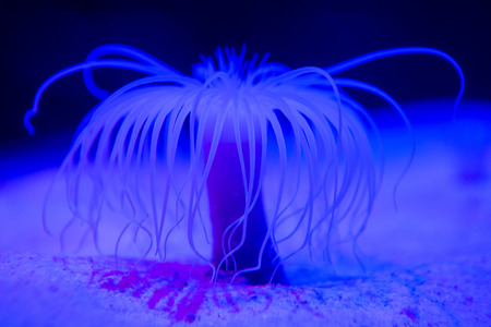 Blue sea anemone in aquarium at the aquariumの写真素材
