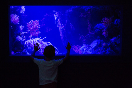 Young man touching an algae tank in a darkest room at the aquariumの写真素材