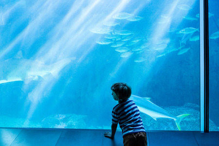 Young man looking at fish in a giant tank at the aquariumの写真素材