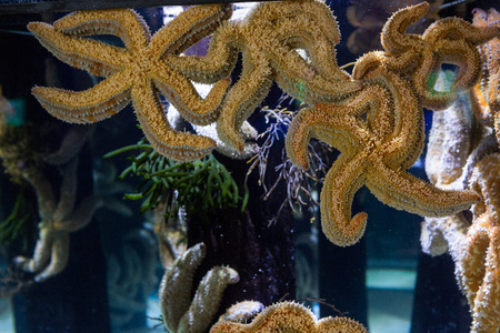 Big starfish floating in tank at the aquariumの写真素材