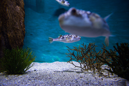 Fish swimming in a tank at the aquariumの写真素材