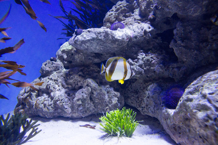 Fish swimming in a tank with sea urchin at the aquarium