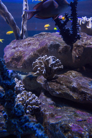 Corals and stones in a tank with swimming fish at the aquariumの写真素材