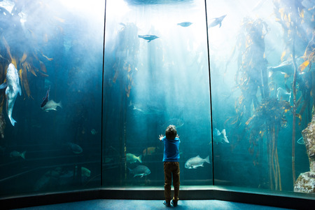Young man looking at penguins in a tank at the aquarium