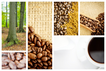 Tree trunks in the forest against coffee beansの写真素材