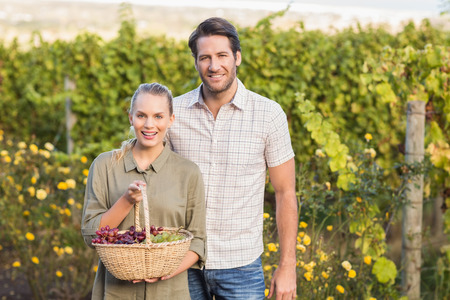 Two young happy vintners holding a basket of grapes in the grape fieldsの写真素材