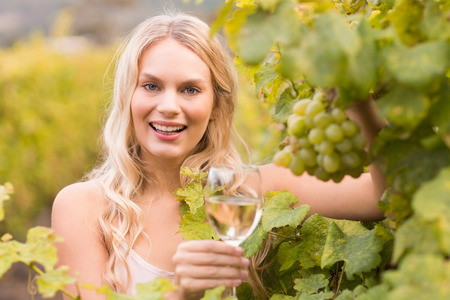 Young happy woman holding a glass of wine and looking at grapes in the grape fieldsの写真素材