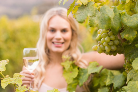 Young happy woman holding a glass of wine and looking at grapes in the grape fieldsの写真素材