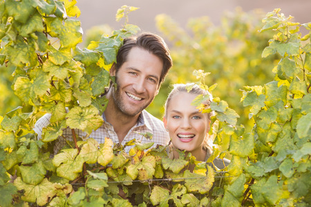 Two young happy vintners looking at camera from behind grape plants in the grape fieldsの写真素材