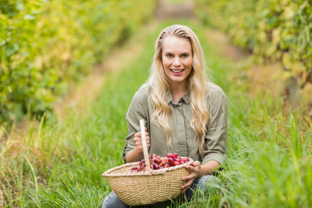 Portrait of a blonde winegrower holding a red grapes basketの写真素材