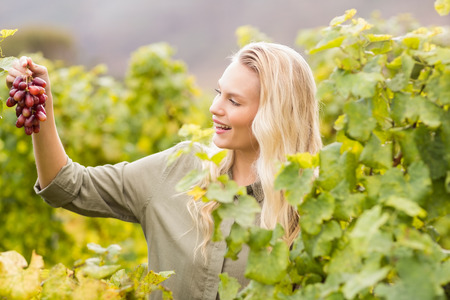 Smiling blonde winegrower holding a red grape in a vineyardの写真素材