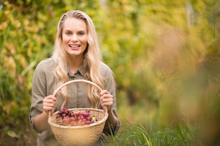 Portrait of a blonde winegrower holding a red grapes basketの写真素材
