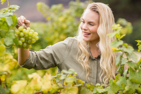 Smiling blonde winegrower holding a grape in a vineyardの写真素材
