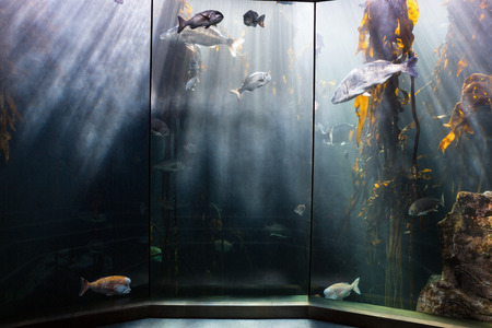 Fish swimming in a darkest tank with yellow algae at the aquariumの写真素材