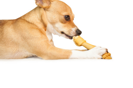 Cute dog chewing bone toy on white backgroundの写真素材