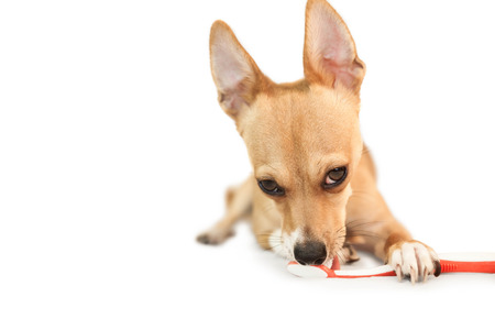 Cute dog chewing on toothbrush on white backgroundの写真素材