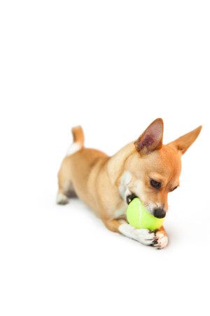 Cute little dog chewing on ball on white backgroundの写真素材