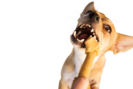Cute dog chewing bone toy on white backgroundの写真素材