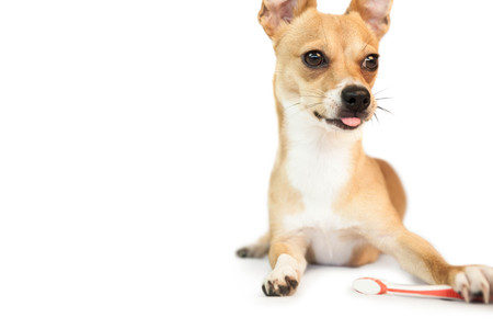 Cute dog chewing on toothbrush on white backgroundの写真素材